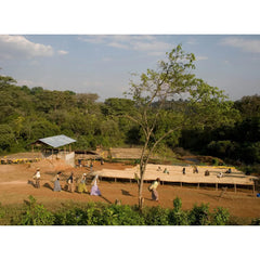 Beshasha Ethiopia coffee washing mill