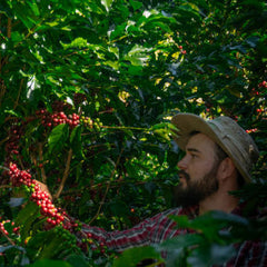 Cafe Rivense del Chirripó coffee farm with farmer Régulo Ureña