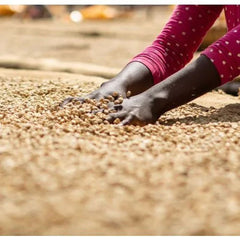 Processing dried coffee at Koke Shalaye coffee processing station in Ethiopia