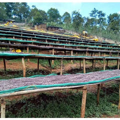 Drying beds at Koke Shalaye coffee processing station in Ethiopia