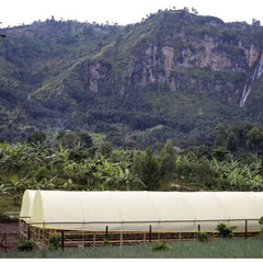 Landscape scene with shaded coffee drying beds in Uganda 