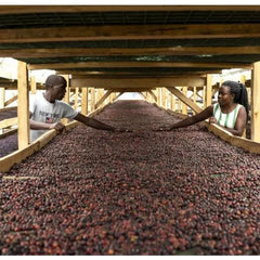 Ugandan coffee producers processing coffee cherries on drying beds