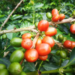 Las Brisas Reserve coffee cherries on the branch