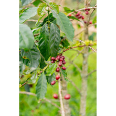 Quaffee Colombia Las Flores Tabi Anaerobic Soak Coffee cherry on tree