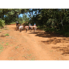 Quaffee Ethiopia Limu Biftu Gudina coffee donkeys