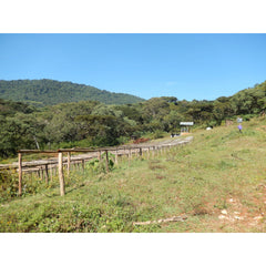 Quaffee Ethiopia Limu Biftu Gudina coffee farm