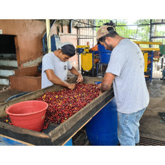 Quaffee Coffee Colombia La Julia Geisha cherry sorting