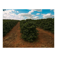 Brazil Cerrado Mineiro Eagle Monte Carmelo crops