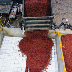 Nicaragua Rajuanse Estate ceramic fermentation tanks