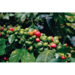 Rajuanse Estate coffee cherries