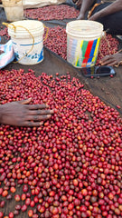Kenya Kathande coffee cherry sorting