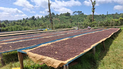 Kenya Kathande coffee drying patios