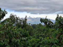 Kenya Kagaari coffee plants