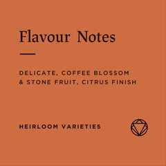 Rosetta Ethiopia Lalesa Washed coffee tasting notes