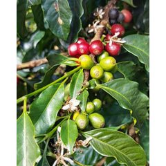 Sitio Vargem Grande coffee cherries
