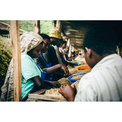 Producers sorting coffee at Rwanda Gitesi Washing station