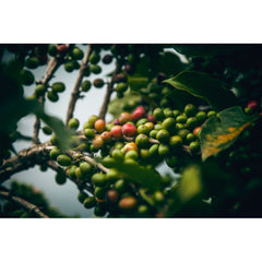 Ripe coffee cherries on the branch near Rwanda Gitesi Washing station