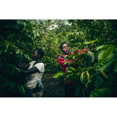 Producers picking cherry near Rwanda Gitesi Washing station