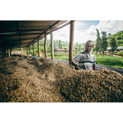 Drying parchment at Rwanda Gitesi Washing station
