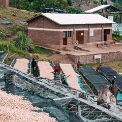 Raised African drying beds at Rwanda Kilimbi Washing Station
