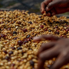 Hand sorting coffee beans Rwanda Kilimbi Washing Station