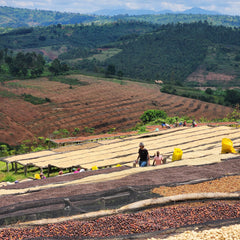 Raised drying beds at Dahwe Washing Station Rwanda