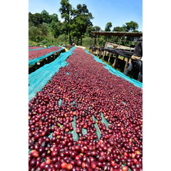 Red coffee cherries drying on a raised bed in Sidamo, Ethiopia