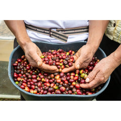 Quaffee - Colombia Atunkaa Sugar Cane Decaf