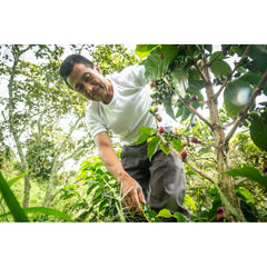Quaffee - Colombia Atunkaa Sugar Cane Decaf