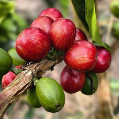 Striped Bourbon coffee cherries at Finca El Mirador