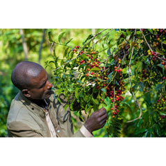 Man examining a coffee tree laden with red, yellow and green cherries.