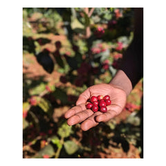 Arabica coffee cherry in Uganda