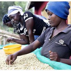 Uganda Washed Coffee Sorting