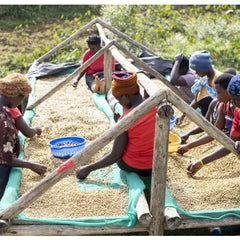 Uganda Washed Coffee Sorting