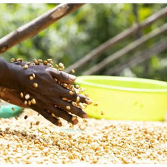 Uganda Washed Coffee Processing